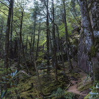 瑞牆山黒森コースの森林と登山道 苔むした岩と緑豊かな山林の写真