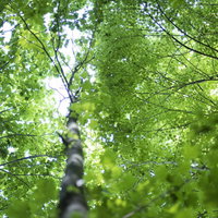 瑞牆山の新緑の森を照らす木漏れ日とハイキングコースの自然風景の写真