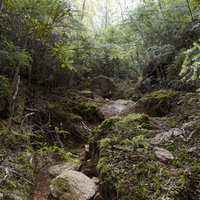 山頂へ向かう光が差す登山道（瑞牆山）を彩る木漏れ日の風景の写真