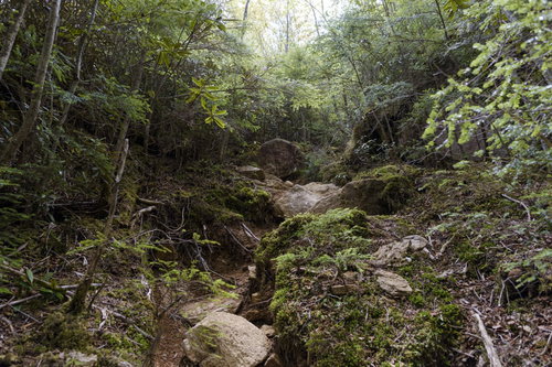 山頂へ向かう光が差す登山道（瑞牆山）を彩る木漏れ日の風景