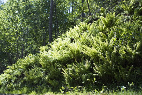 瑞牆山の森林で陽光を浴びる新緑のシダ植物
