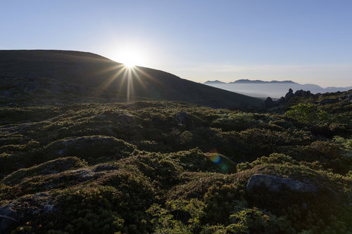 朝日が差す大雪山トムラウシ山の高山植物と日本庭園