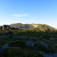 朝焼けに染まるトムラウシ山の山頂部分と高山植物の写真