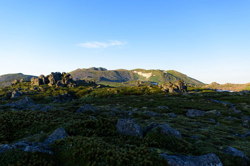 朝焼けに染まるトムラウシ山の山頂部分と高山植物