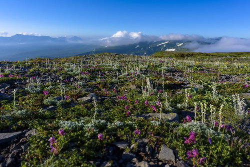 100名山トムラウシ山の高根ヶ原で高山植物が咲き誇る稜線