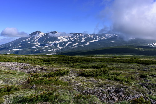 高根ヶ原から見る大雪山旭岳と高山植物の景観