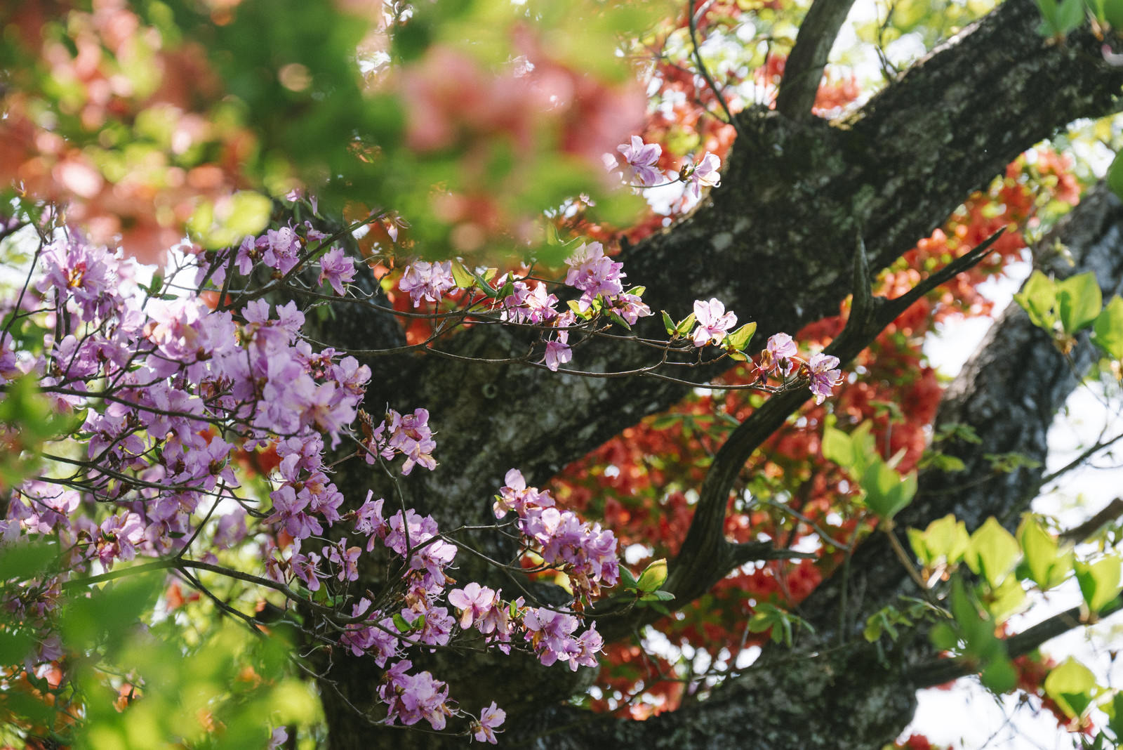 赤城山のツツジが峰で満開に咲くピンク色のツツジの花
