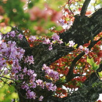 赤城山のツツジが峰に咲く満開のつつじの春風景の写真