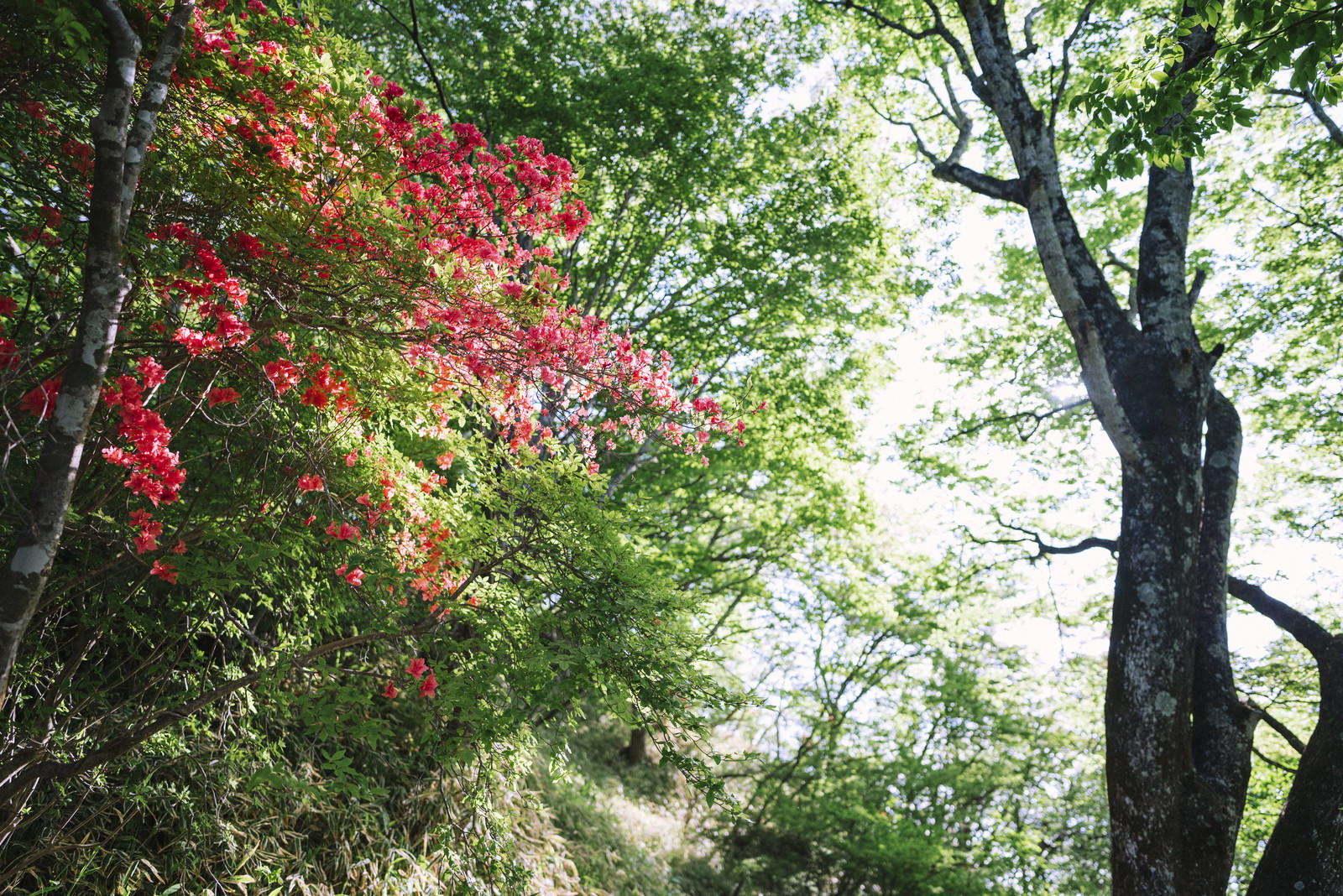 緑の木々に囲まれて咲く赤いヤマツツジの花