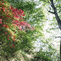日本百名山・赤城山のツツジが峰通りで咲くヤマツツジの写真