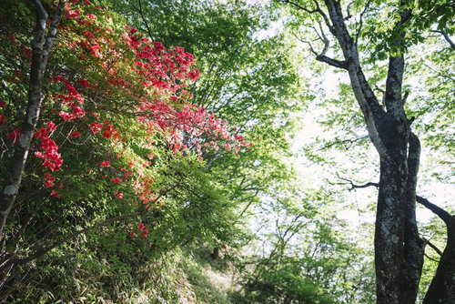 日本百名山・赤城山のツツジが峰通りで咲くヤマツツジ