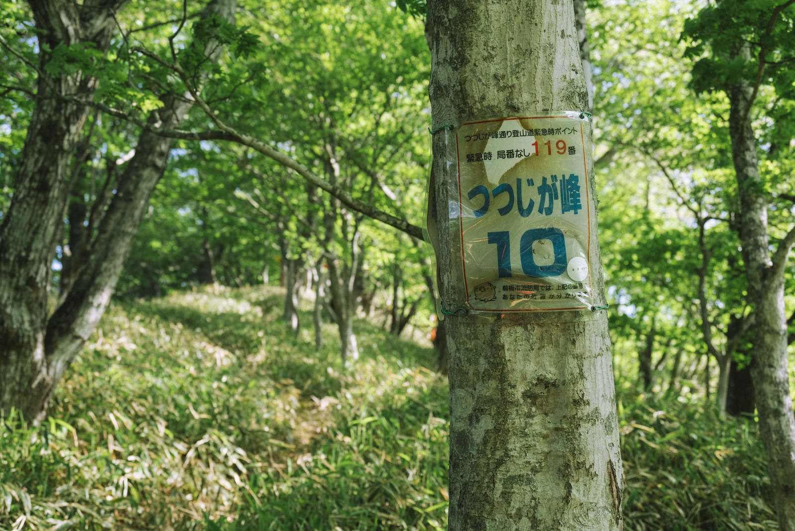 緑の森の中に設置された赤城山の青い登山案内板