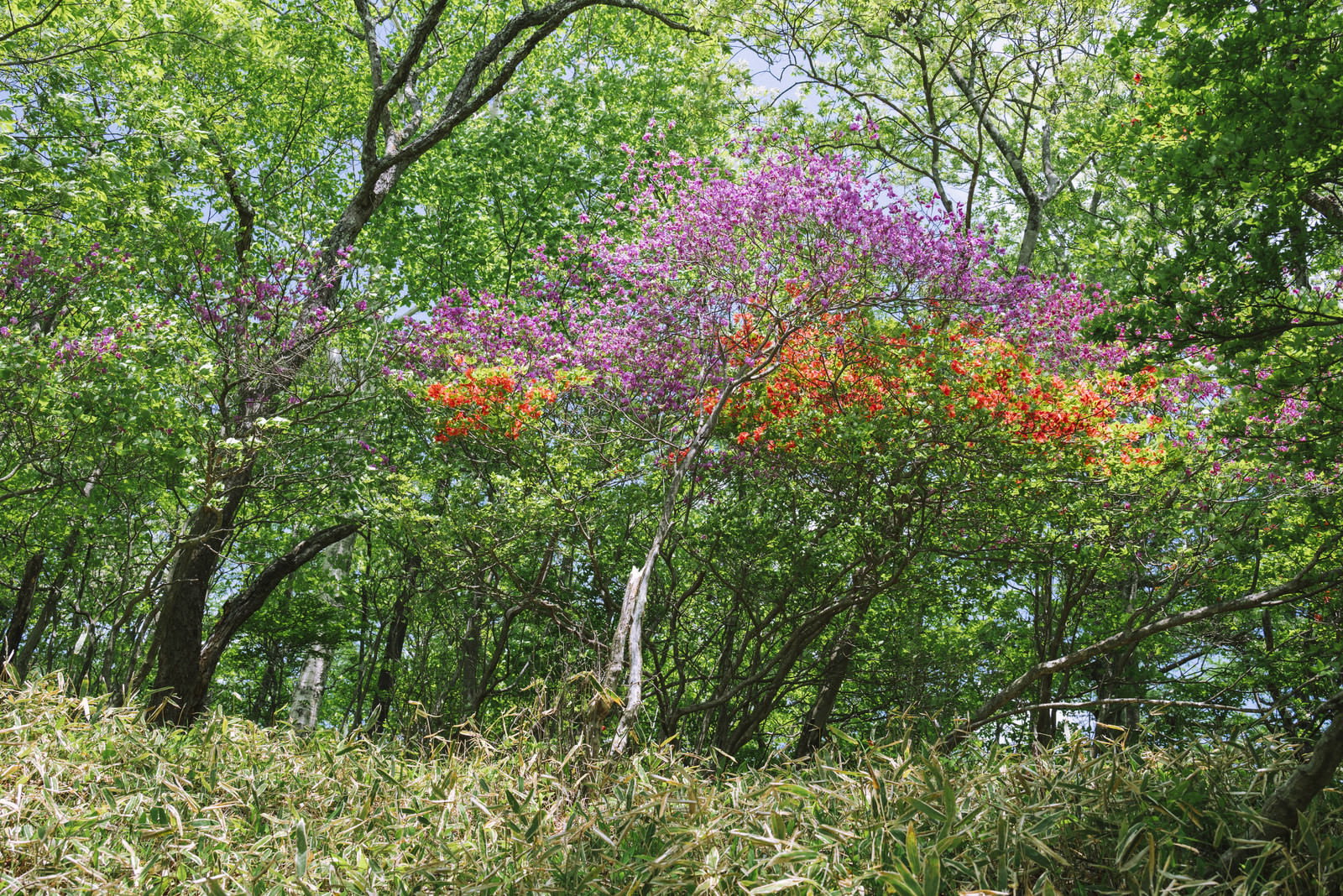 緑の木々の間に咲く紫色のミツバツツジと新緑の風景
