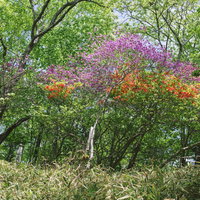 赤城山の新緑に咲くミツバツツジ、日本百名山の春景色の写真