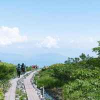 日本百名山・八方尾根の木道を歩く登山者たちの写真