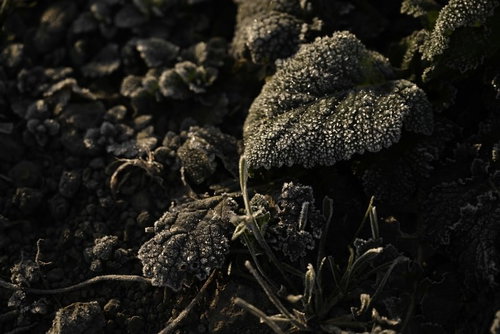 しばれる朝の霜が付いた草