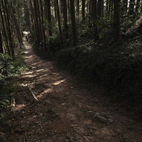 まっすぐに伸びた杉林を行くハイカーの後ろ姿の写真