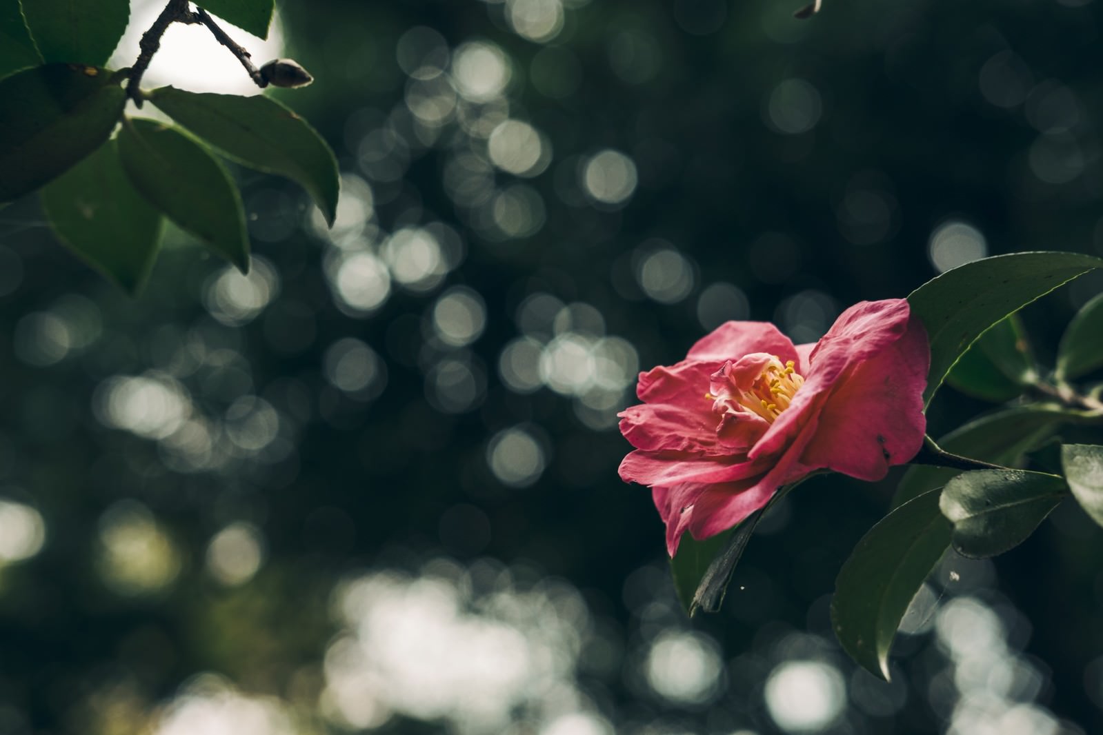 赤い花びらが萎れかけた椿の花が緑の葉と共に写っている