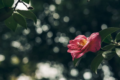 もうすぐ枯れようとしている赤い椿の花、庭園の椿