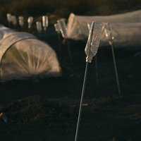 カラス除けに植えられたペットボトルと田畑の写真