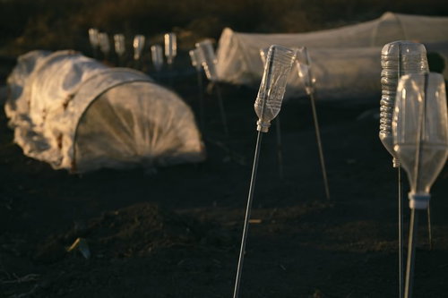 カラス除けに植えられたペットボトルと田畑