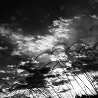 夕焼け空に映るススキのシルエットの写真