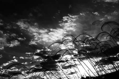 夕焼け空に映るススキのシルエット