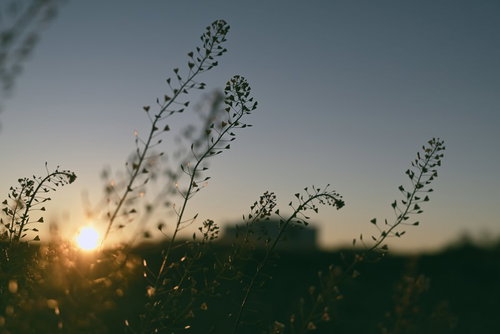 朝焼けに浮かぶナズナのシルエット。春の朝日に輝く野草