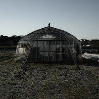 夕暮れの畑のビニールハウスに止まるカラスの写真