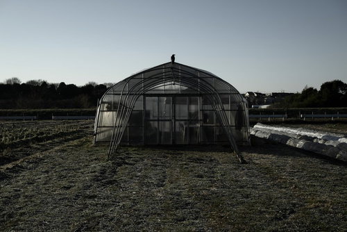 夕暮れの畑のビニールハウスに止まるカラス