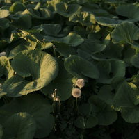 フキ畑に紛れ込んだタンポポの黄色い花が咲く春の風景の写真