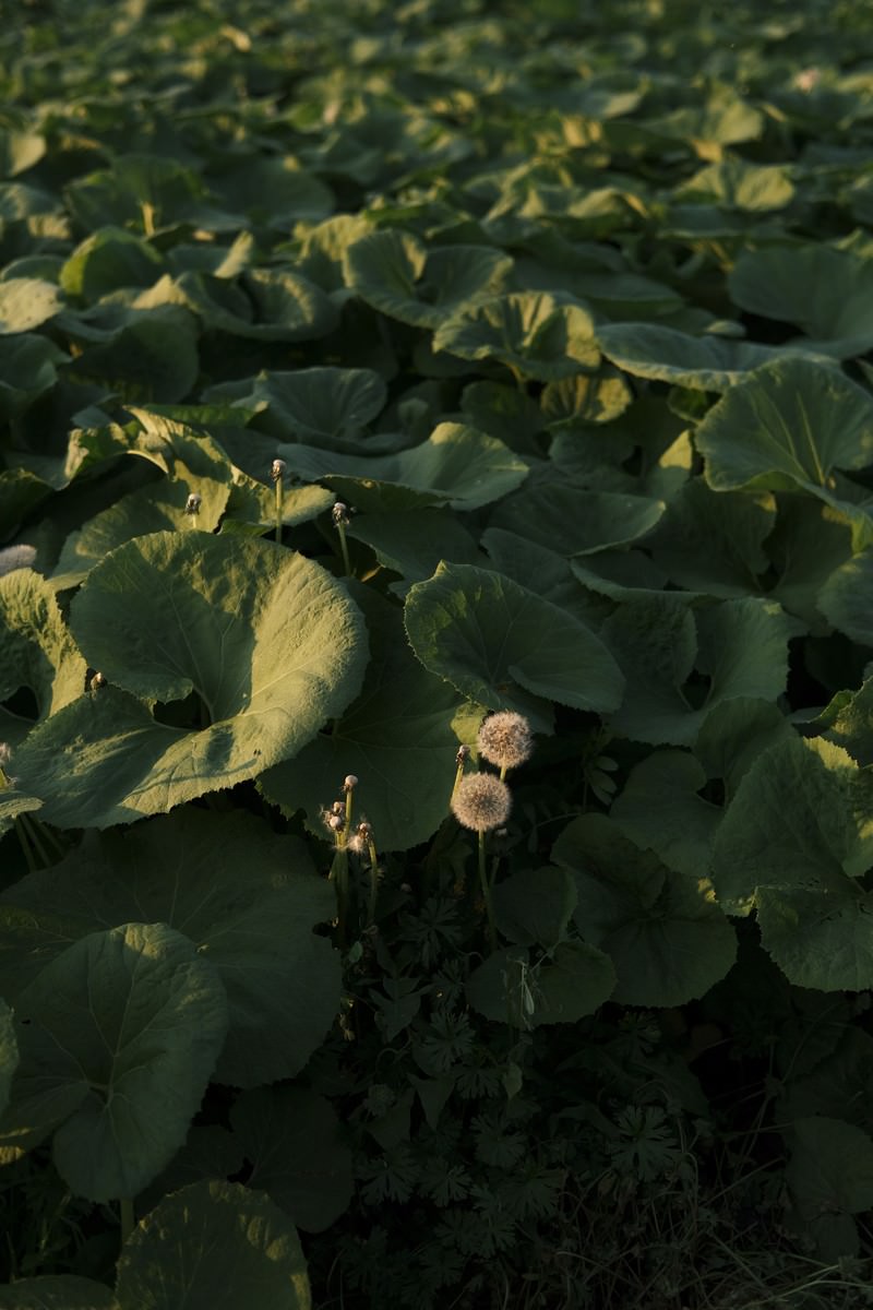 フキ畑の緑の葉に囲まれて咲く黄色いタンポポの花