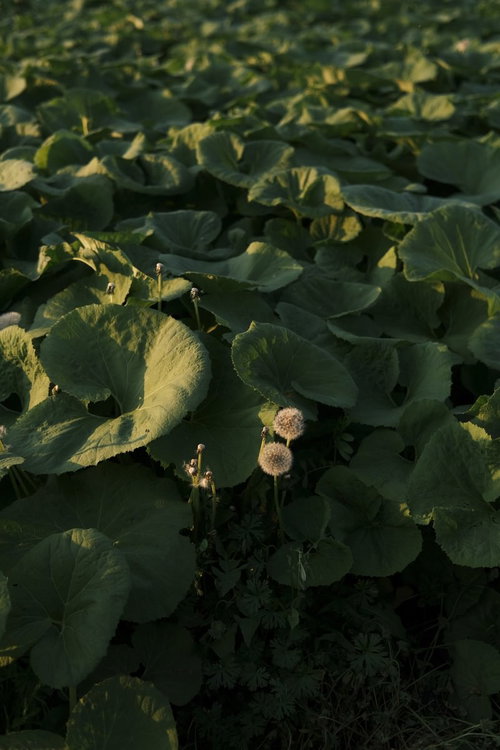 フキ畑に紛れ込んだタンポポの黄色い花が咲く春の風景