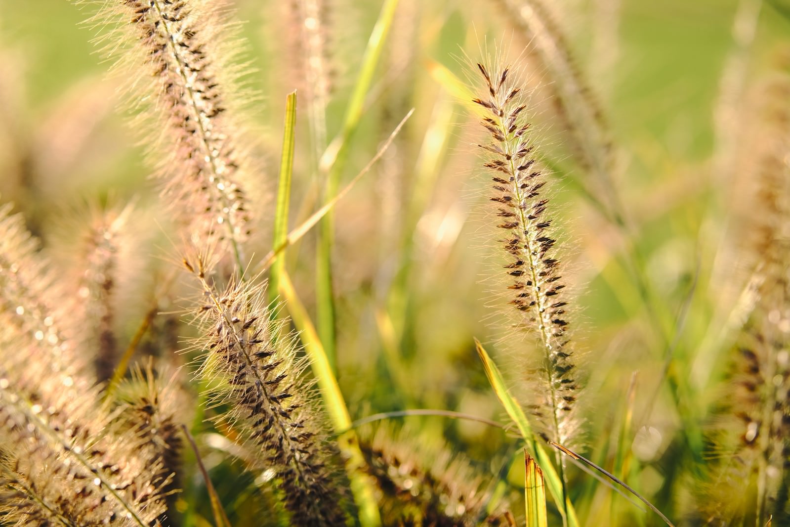 逆光で金色に輝くチカラシバの穂が風に揺れている様子