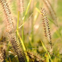 逆光に透ける金色のチカラシバの穂の写真