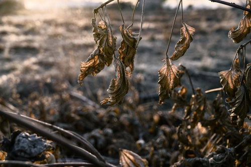 光が透ける枯葉の葉脈、秋の逆光で輝く落ち葉