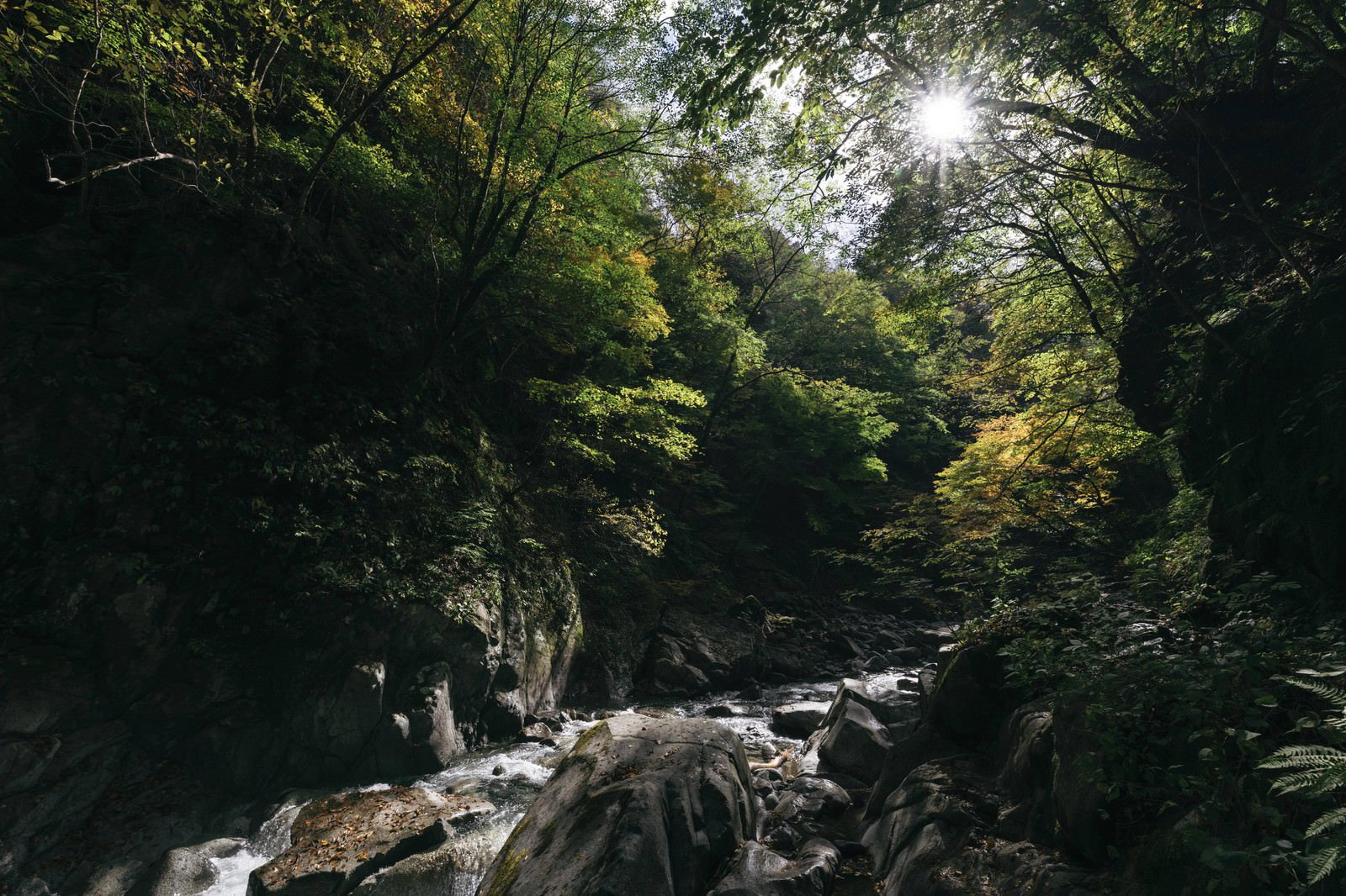 緑の木々に囲まれた西沢渓谷の渓流に光芒が差し込む様子