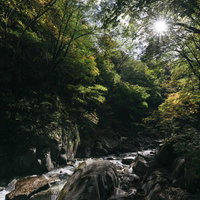 光が差し込む西沢渓谷の渓流と緑の木々の写真