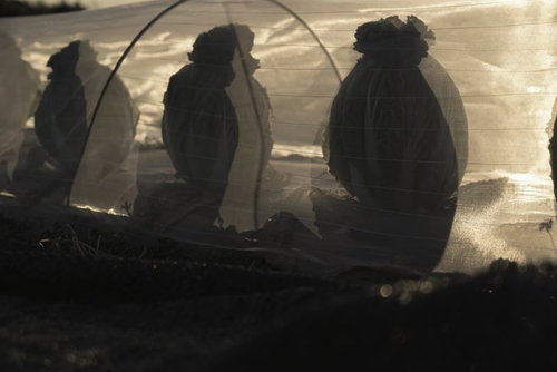 畑で白菜を収穫する農家のシルエット