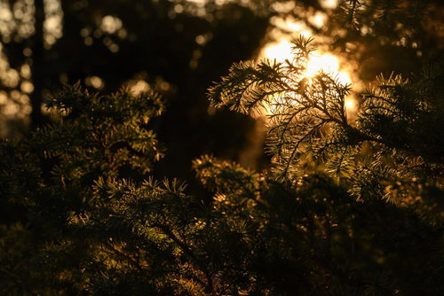 差し込む朝日に輝く杉の木　朝焼けのシルエット
