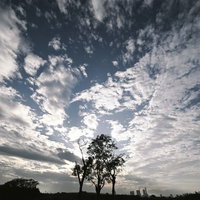 広い空の下に立つ木々と街のシルエット、複雑な雲模様の写真