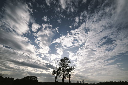 広い空の下に立つ木々と街のシルエット、複雑な雲模様