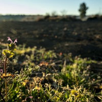 広大な農地を背景に咲くホトケノザの野草の春の風景の写真