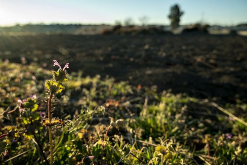 広大な農地を背景に咲くホトケノザの野草の春の風景