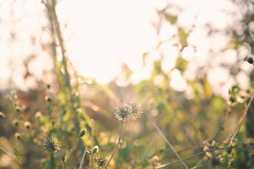 春の光を背負う逆光のコセンダングサ、細い茎と葉が透ける