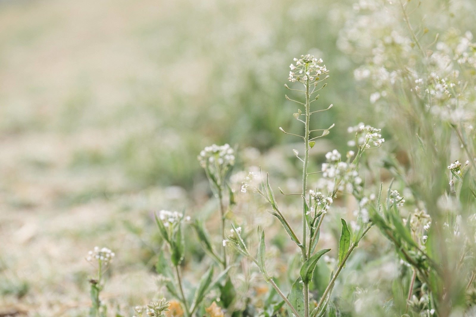 ぺんぺん草の白い小さな花が咲いている春の野草