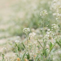春の訪れを知らせるぺんぺん草の白い花が咲く野草の写真