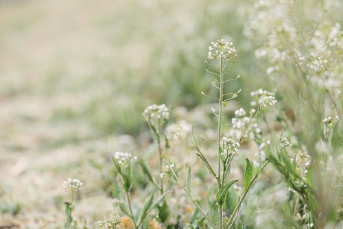 春の訪れを知らせるぺんぺん草の白い花が咲く野草