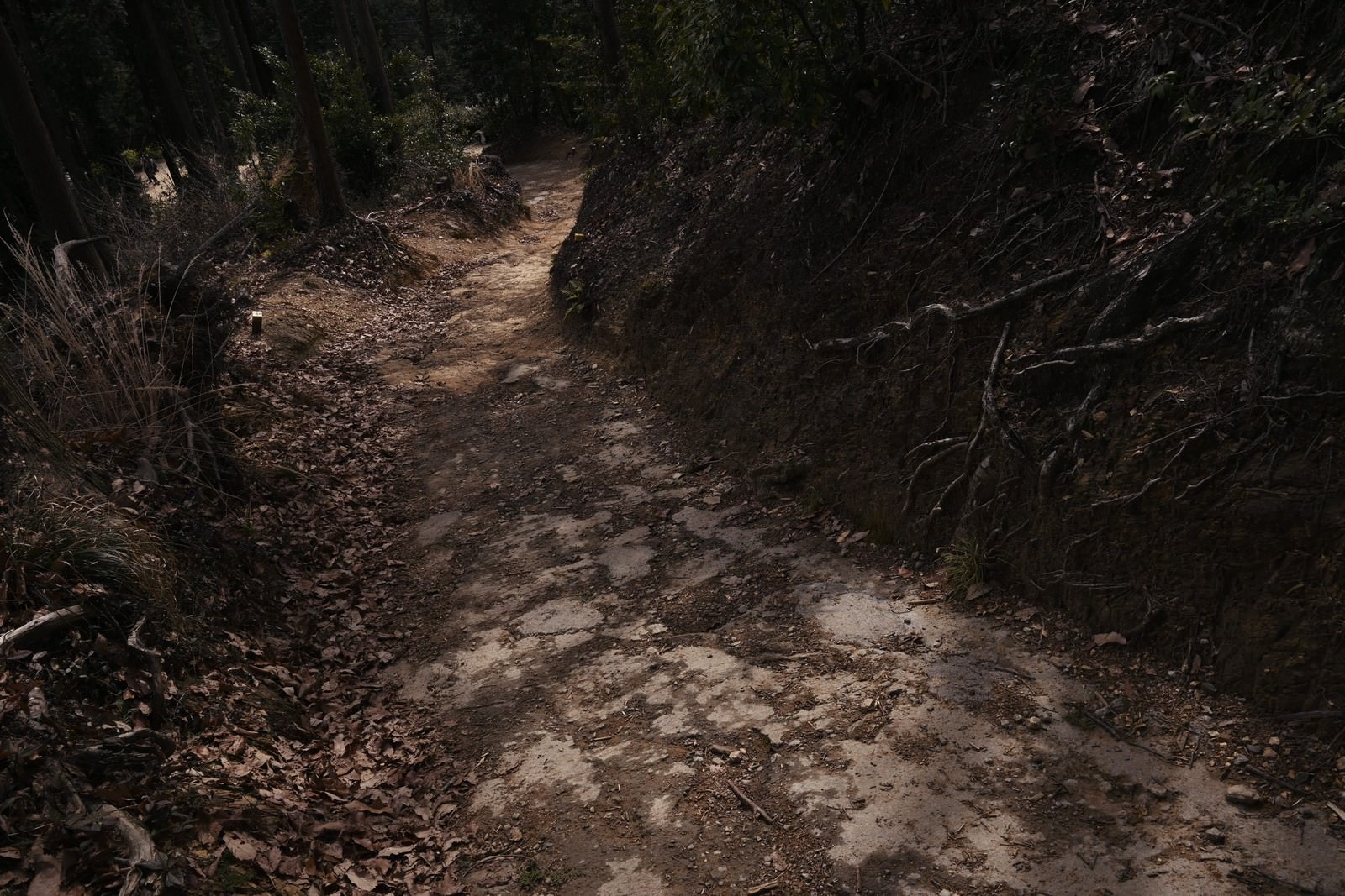 薄暗い森の中の登山道
