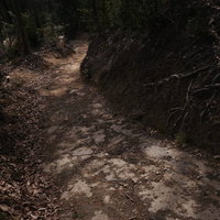 薄暗い森の中の登山道の写真